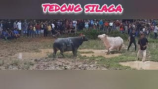 Download lagu Tedong silaga #kerbau #kerbautoraja @Peternak_sapi mp3