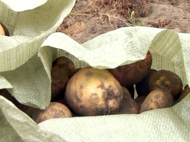 Картофелемания