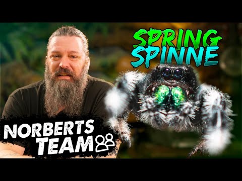 SPRINGSPINNEN | NORBERTS TEAM | Zoo Zajac