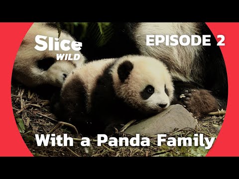 A Year with a Panda Family in China - Learning to Survive | SLICE WILD | FULL DOC - EP2