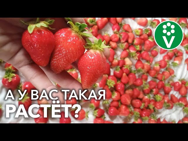 ХВАТИТ РАЗДУМЫВАТЬ! Вот ЭТИ СОРТА КЛУБНИКИ придутся по вкусу даже гурманам!