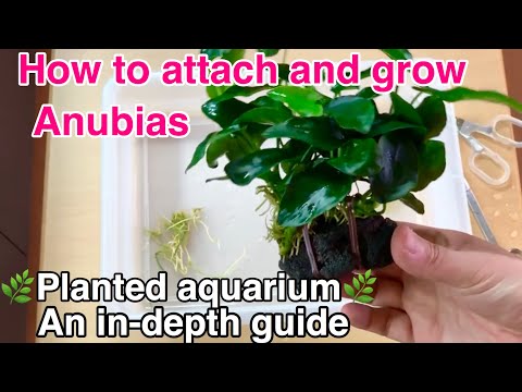 Anbringen und Züchten von Anubias in einem bepflanzten Aquarium「Eine ausführliche Anleitung」Wasse...