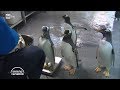 L Acquario Di Genova Sereno Variabile 09 12 2017