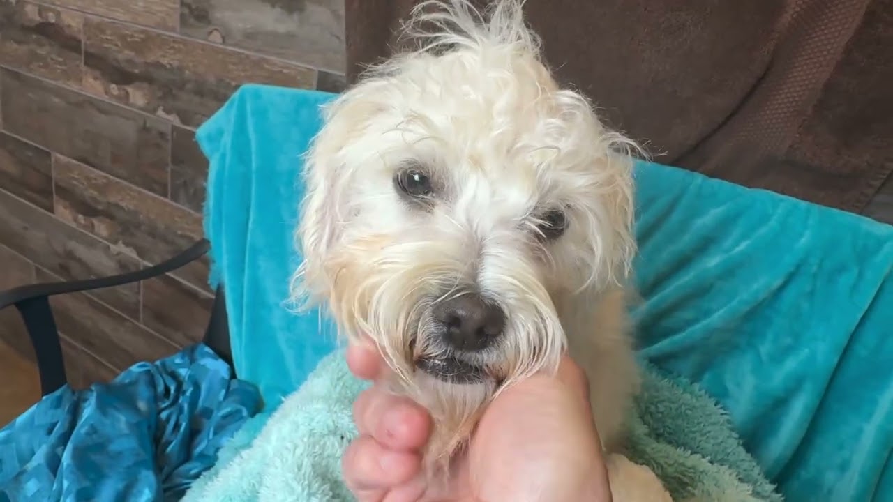 Fuzzy: The Wild‑Haired Wonder Boy, an adopted mixed breed in St. Petersburg, FL video 3/3