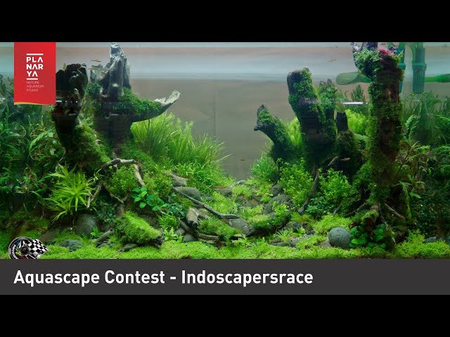 Aquascape Contest - Indoscapersrace