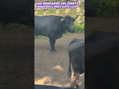 embarque ganadería santa Lucia Félix Arrieta san Bernardo del viento