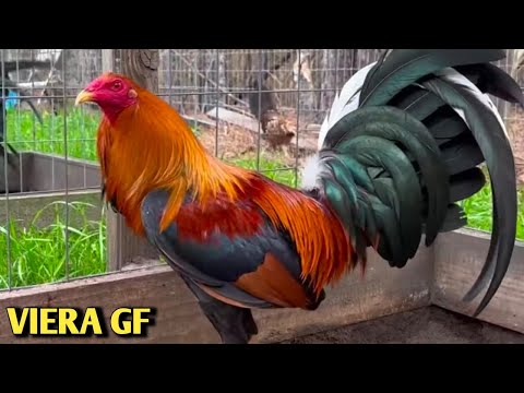 Sweater Yellow leg hatch Grey - VIERA FARM