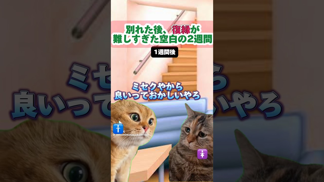 現在（2024/2/4まで）最新の現実です、もしかしたらこれで最後かもしれないです　#猫マニア #猫マニ #猫ミーム #別居 #あるある #同棲 #shorts
