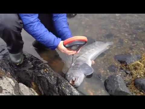 Gary Pie and Barney Wright catch a 16.8 lb Wolf fish!!!