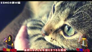 【ラジオ】猫飼いましたESME家 【くろにこらじお】