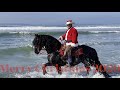Merry California Christmas From Friesian Stallion Topper De Feys