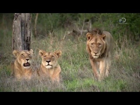 Discovery Channel Brothers In Blood The Lions Of Sabi Sand HDTV x264 CBFM