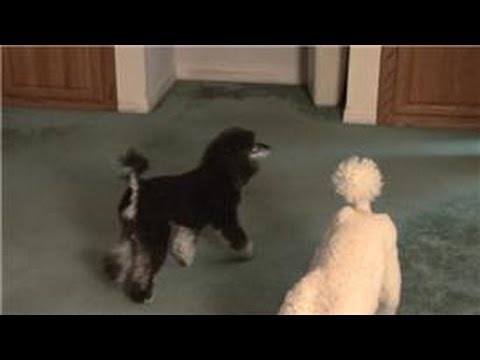 Carpet Cleaning : Home Remedy for Getting Pet Odor Out of the Carpet