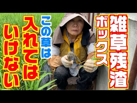 フェンスのヒルガオと戦う:これが雑草を取り除く方法です 植物