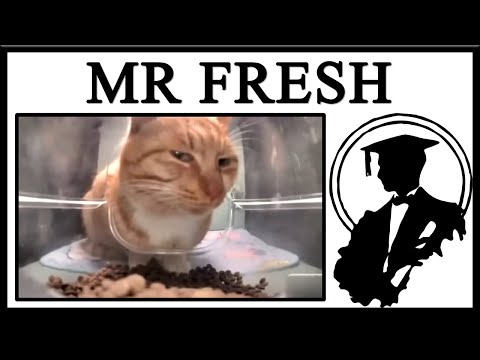 Meet Mr Fresh, The Side Eye Cat