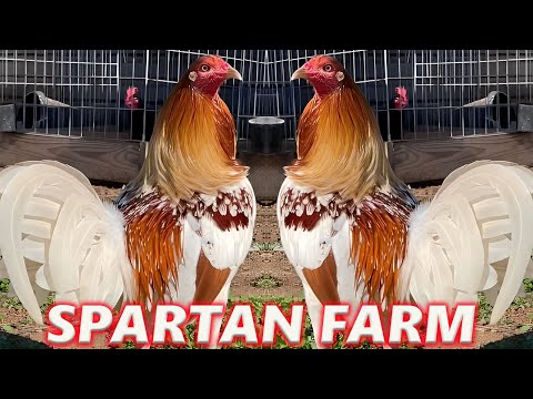 Beautiful Black Blue SPARTAN FARM California Farm Visit