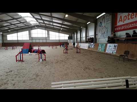 Ziva - Zawody Agility Poczernin 17.02.2018
