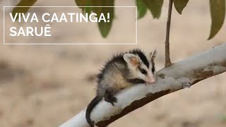 Miniatura do vídeo