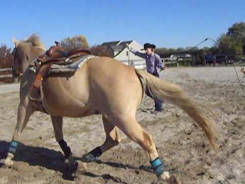 KT's Training Tips - Lunging for Respect