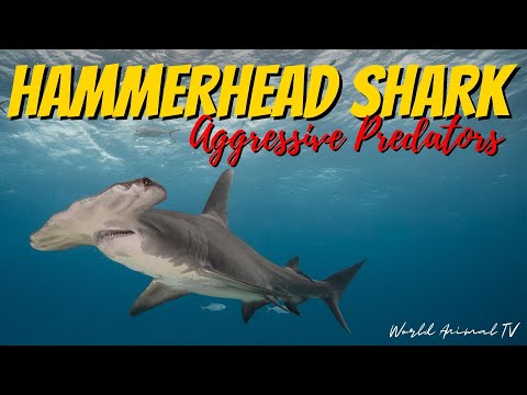 Hammerhead Shark, is an Aggressive Predator