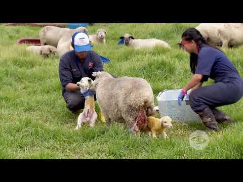 , title : 'Trabajo de parto con hembras y neonatos ovinos | La Finca de Hoy'