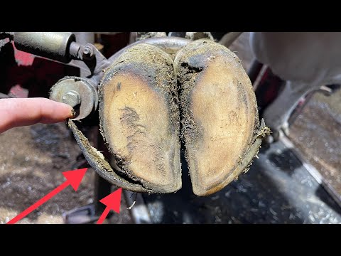 Do Cows Have A Split Hoof