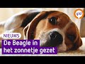 'De hond gaat echt op de eigenaar lijken'
