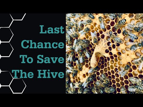 Pt1 How to split a beehive using Supersedure Queen Cells