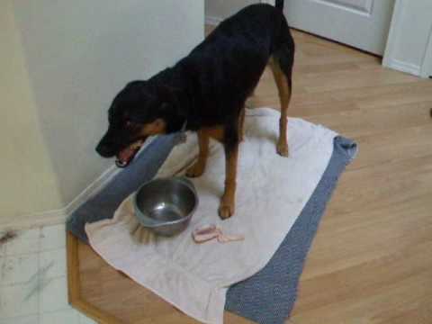 download lagu mp3 mp4 Raw Dog Food Ratio, download lagu Raw Dog Food Ratio gratis, unduh video klip Raw Dog Food Ratio