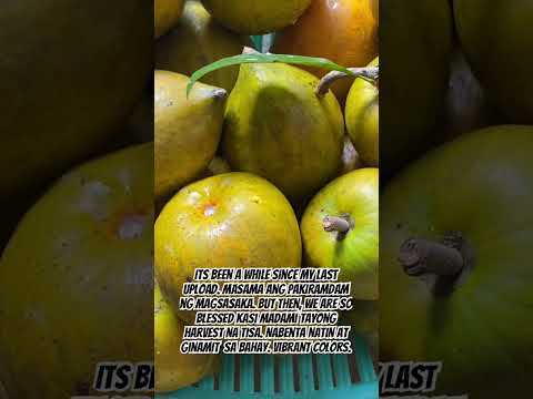 Tisa • #yellow #buhayprobinsya  #fruit #fyp