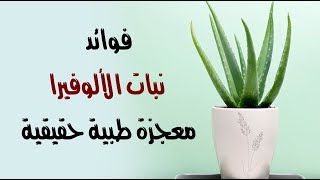 فوائد نبات الألوفيرا معجزة طبية حقيقية فوائد نبات الألوفيرا معجزة طبية حقيقية
