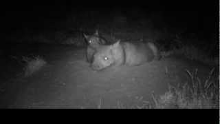 preview picture of video 'Wombat joeys together'