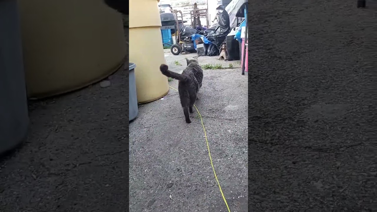 Brisa video