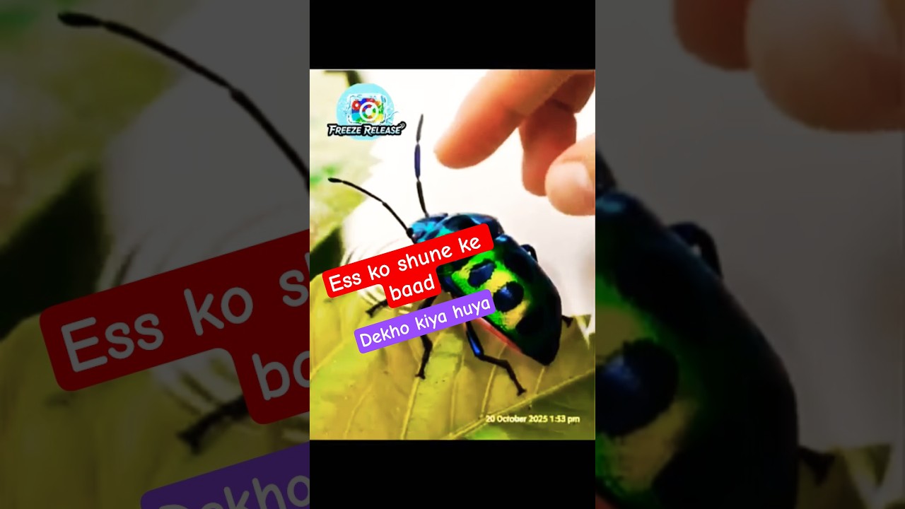 This Stunning Rainbow Beetle Will Blow Your Mind 🌈🪲 | Macro Nature #Short #nature  #insects