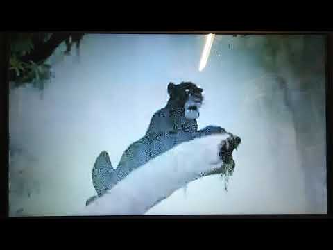 Mammal Story part 17 - "Tell Me Lies" (2010)