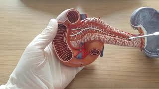 Pancreas Anatomisi