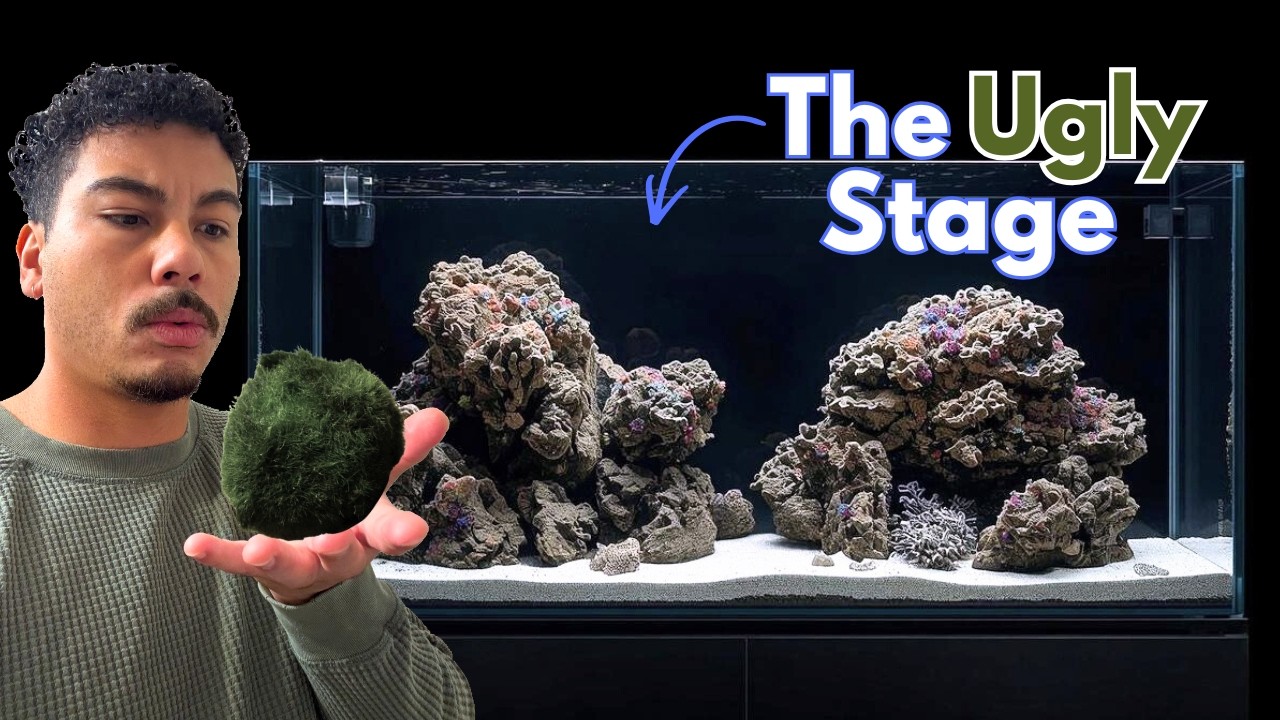 First 90 Days of a Reef Tank: What to Expect and What Not to Panic About