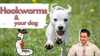 Hookworms in your dog!  Dr. Dan: How your dog gets worms, symptoms, diagnosis, and treatment