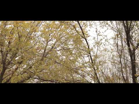 Agajan Sadykow-sary yaprak