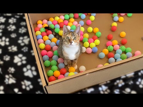 Two Kittens and 100 Balls in a Ball Pit!