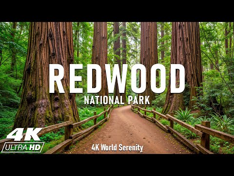 Redwood National Park 4K -The Ancient Giants, Walk Among America’s Oldest and Tallest Trees