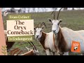 From Extinct To Endangered The Oryx Comeback Led By Monarto Safari Park