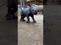 Baby Rhino Zoomies ️