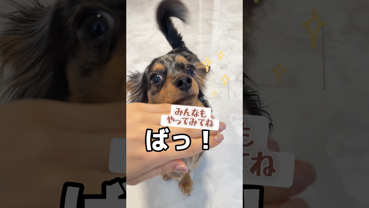 犯罪レベルで可愛い技を教える方法... #shorts#犬