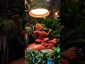Teri Daya Par Jeevan Hai Mera Status Video New Trending Bhagwan Balaji Maharaj Virral New