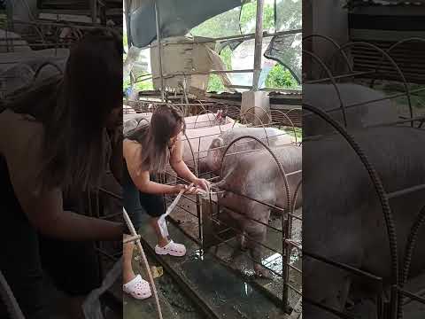 mother pigs work #farmer #pig #hogger #pigbreeding #farming #pigfarming #animals #farmlife