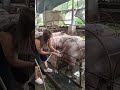 mother pigs work #farmer #pig #hogger #pigbreeding #farming #pigfarming #animals #farmlife