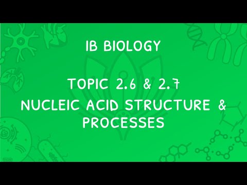 IB Biology Topic 2.6 & 2.7: Nucleic Acids, DNA Processes & Gene Transfer