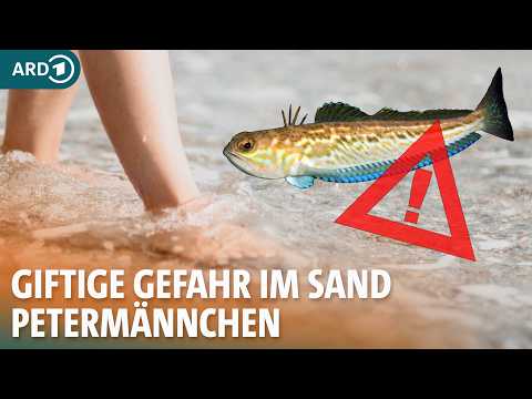 Gift-Gefahr in Nordsee und Ostsee beim Schwimmen: Das hilft bei Stich von Petermännchen | ARD Gesund
