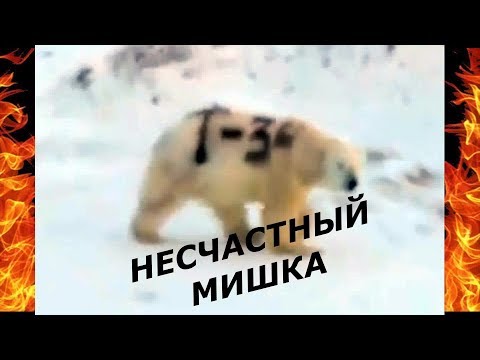 Белый медведь с надписью 'Т-34' на боку попал на видео